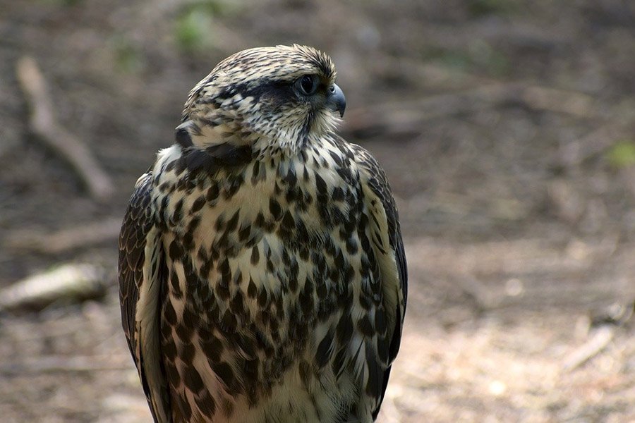 Mongolia Saker Falcon