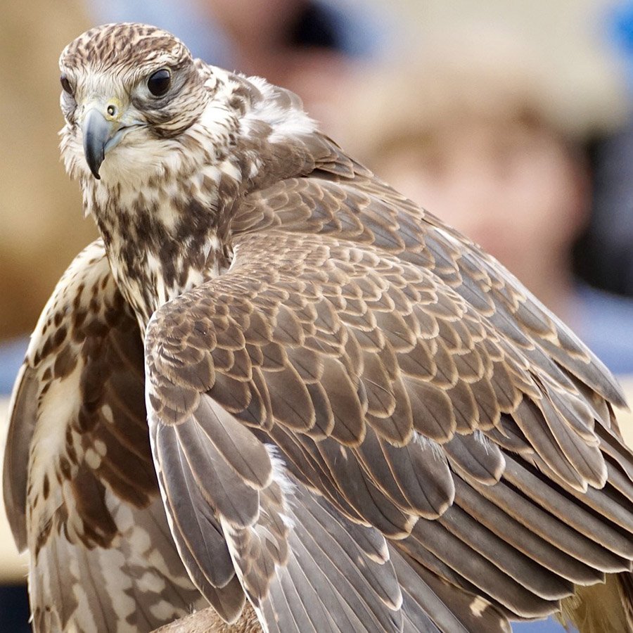 Mongolia Saker Falcon