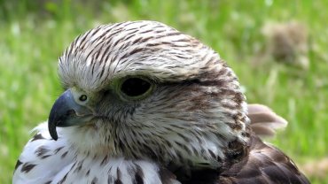 Mongolia Saker Falcon - National Bird