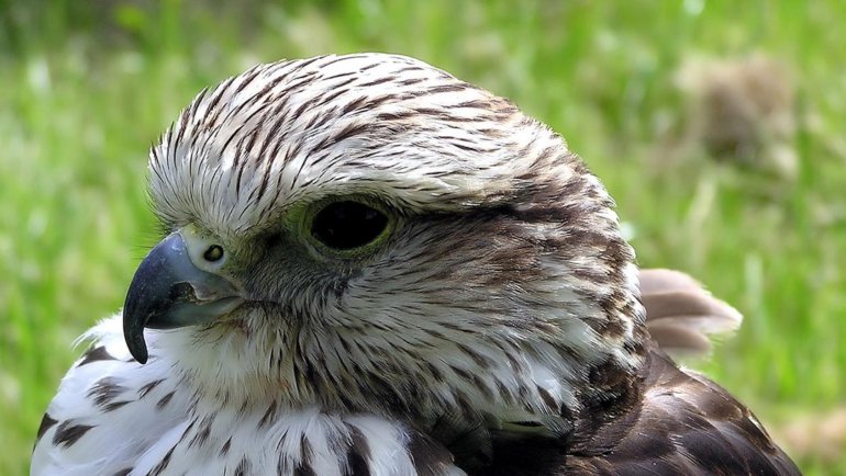 Mongolia Saker Falcon - National Bird