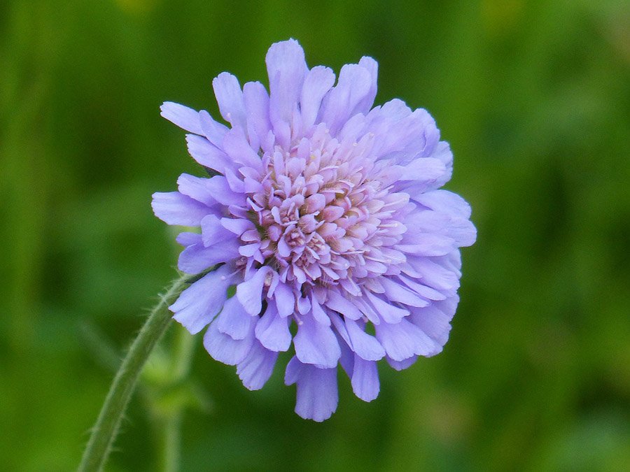 Mongolia Scabiosa