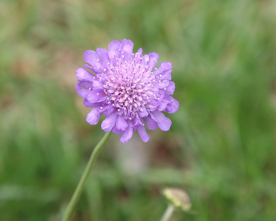 Mongolia Scabiosa