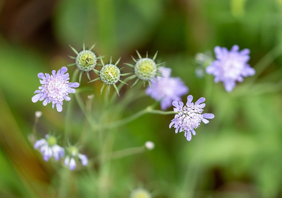 Mongolia Scabiosa