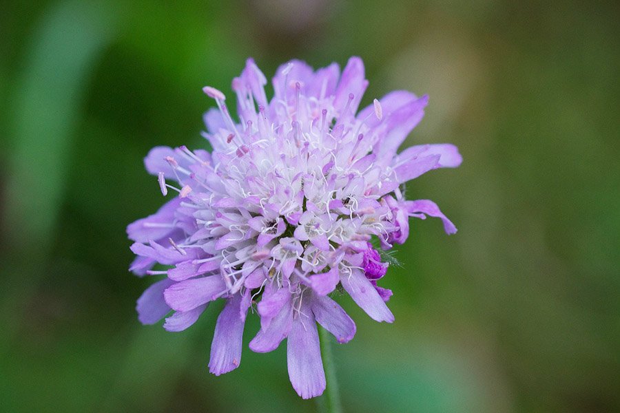 Mongolia Scabiosa