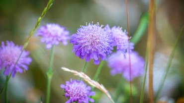 Mongolia Scabiosa - National flower