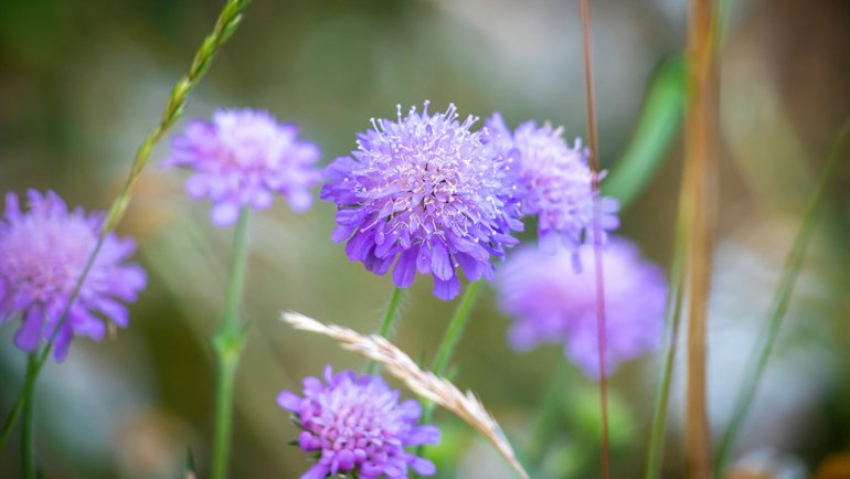 Mongolia Scabiosa - National flower