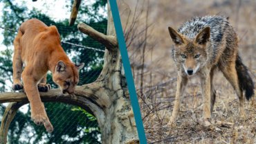 Mountain Lion vs Coyote