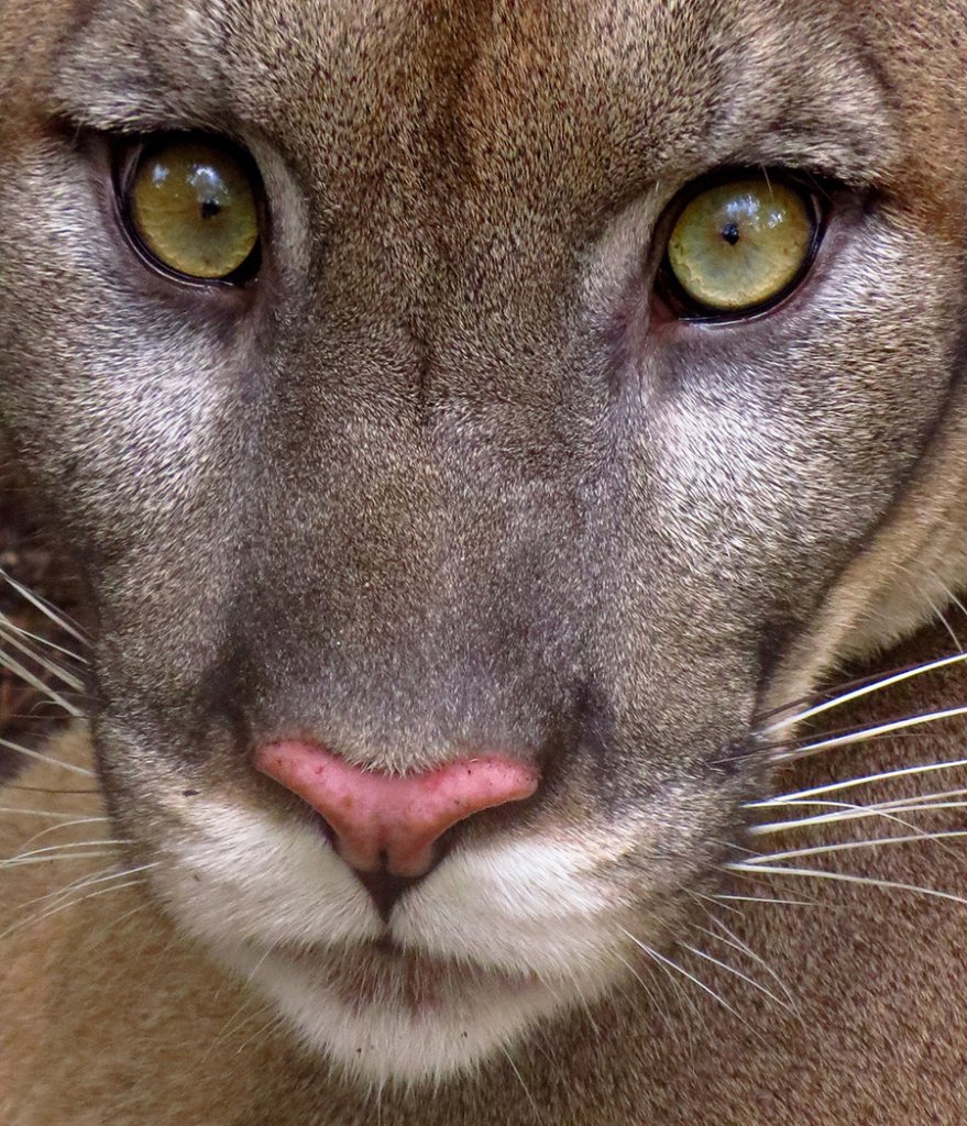 Mountain lion face close up