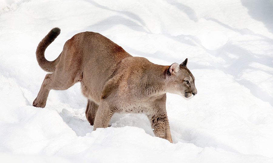 Mountain lion in the snow