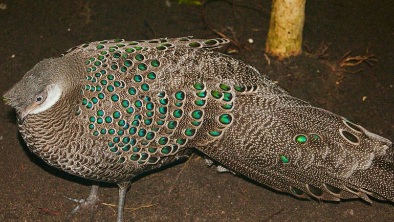 Myanmar Grey Peacock-Pheasant