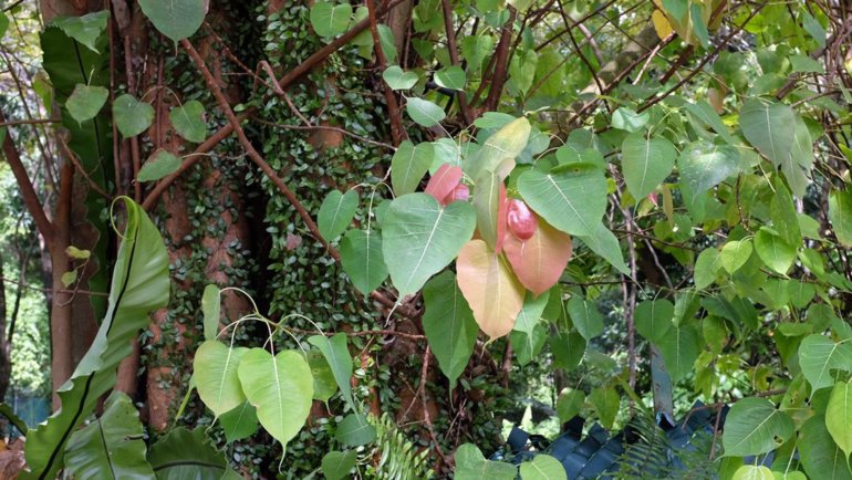 Nepal Bodhi Tree