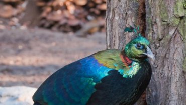 Nepal Himalayan Monal