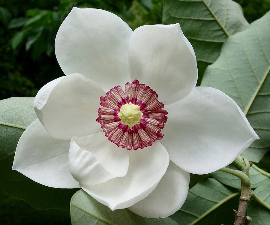 North Korea Magnolia