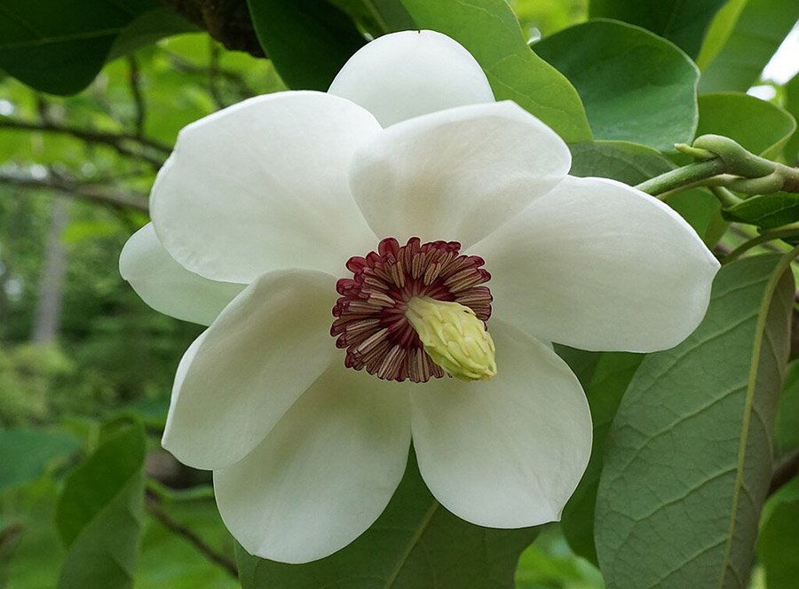 North Korea Magnolia 