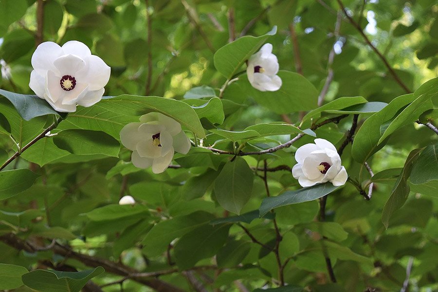 North Korea Magnolia