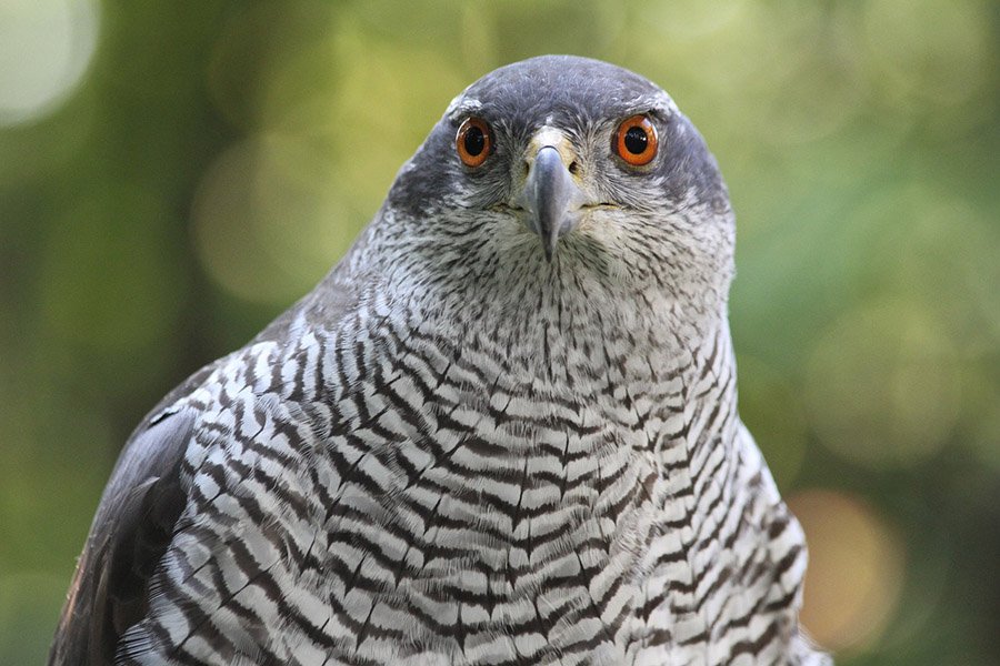 North Korea Northern Goshawk