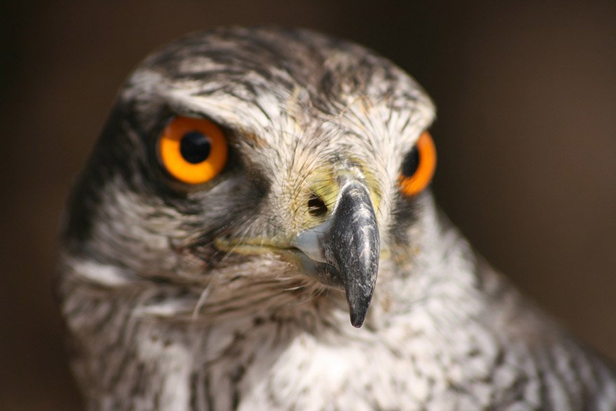 North Korea Northern Goshawk