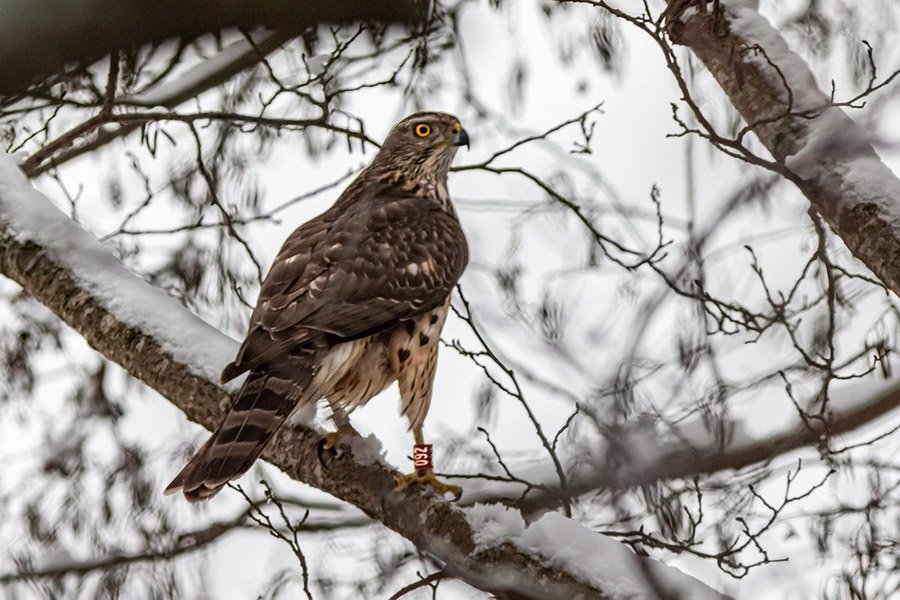 North Korea Northern Goshawk