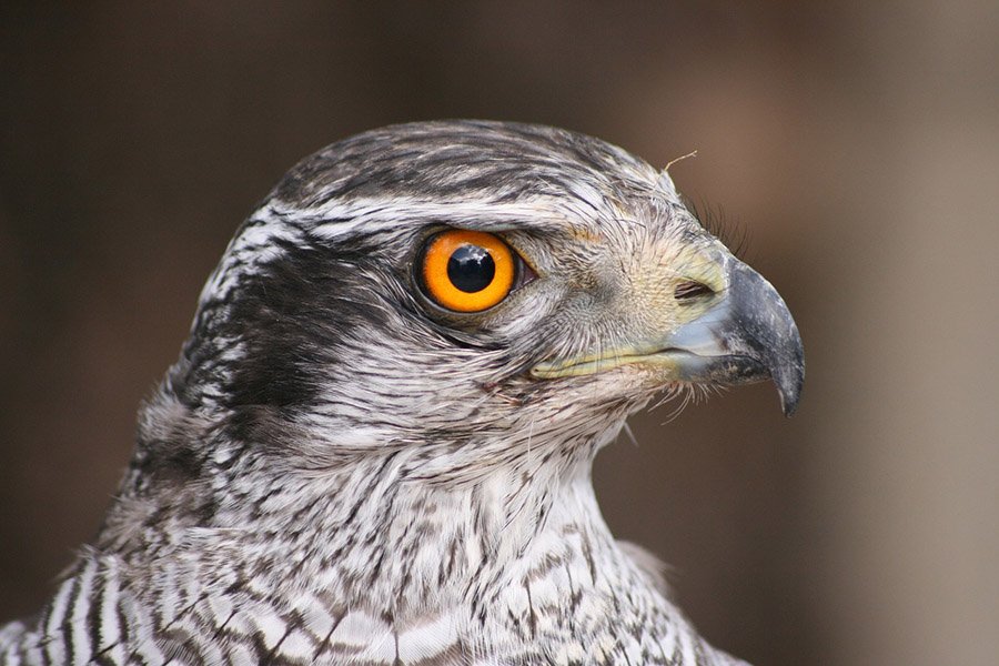 North Korea Northern Goshawk