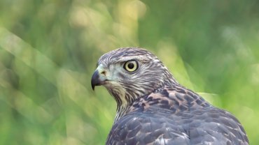 North Korea Northern Goshawk - National Bird