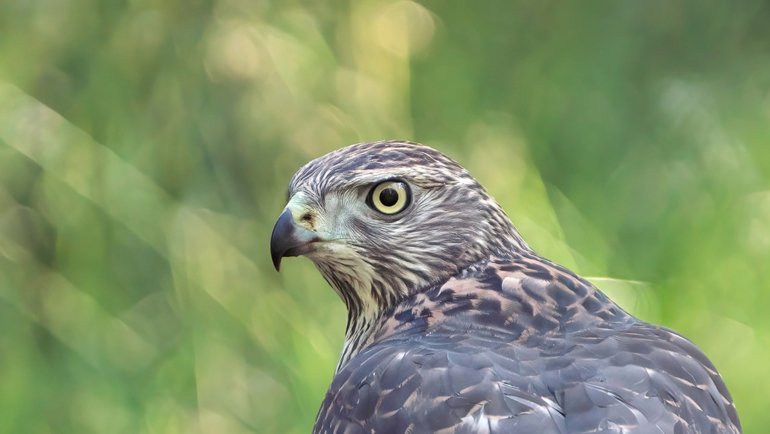 North Korea Northern Goshawk - National Bird