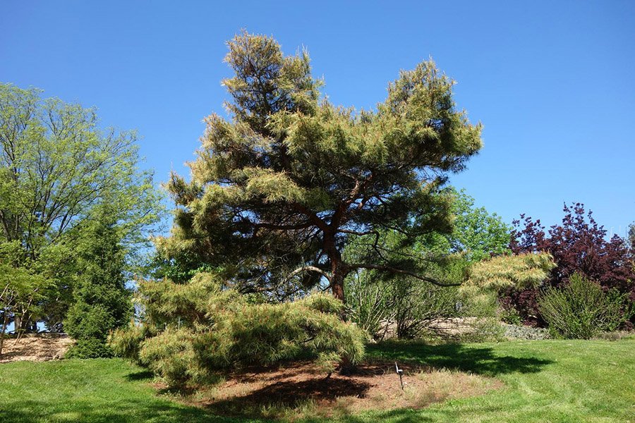 North Korea Pine Tree