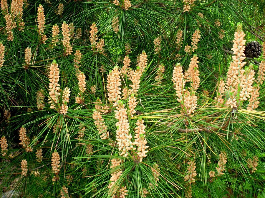 North Korea Pine Tree