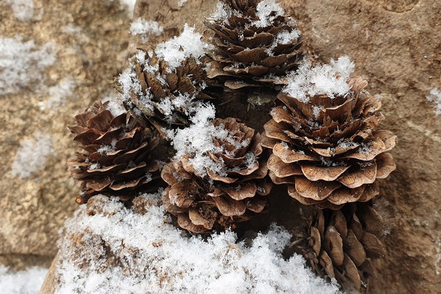 North Korea Pine Tree