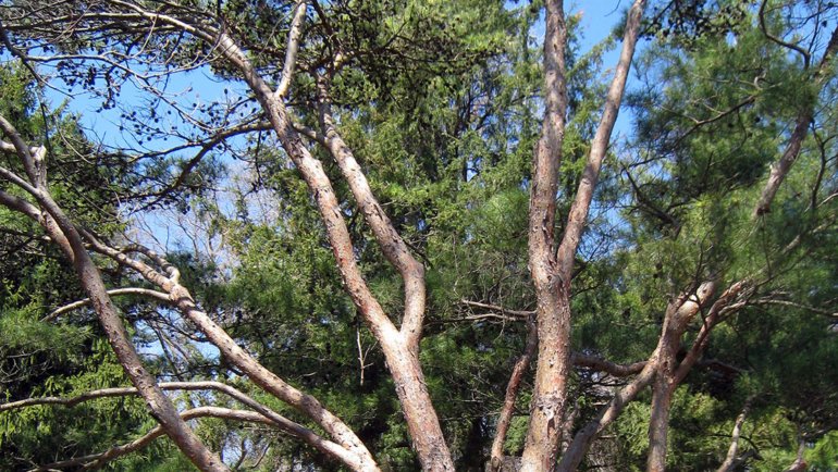 North Korea Pine Tree - National Tree