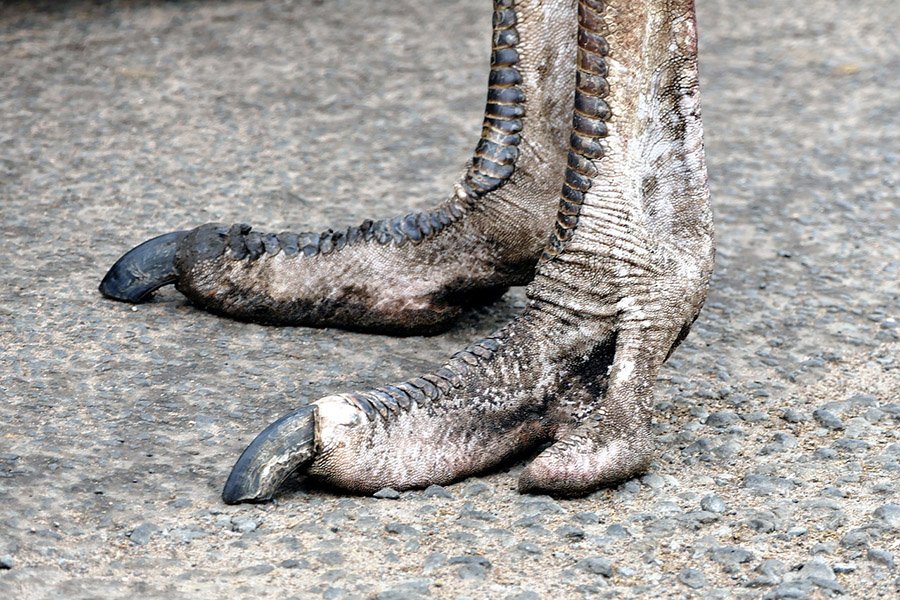 Ostrich feet