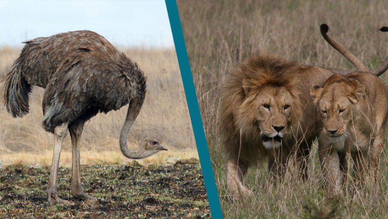 Ostrich vs Lion