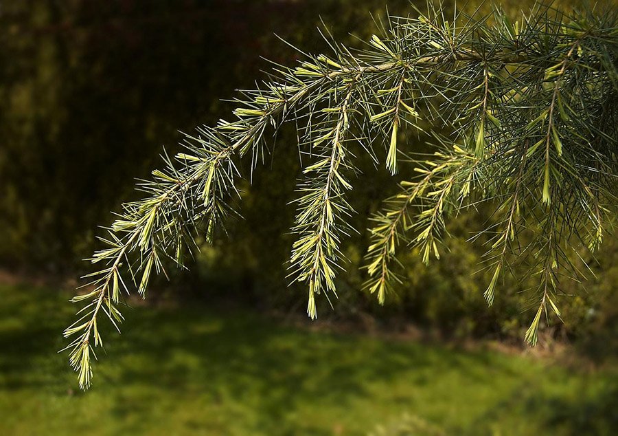 Pakistan Deodar close up