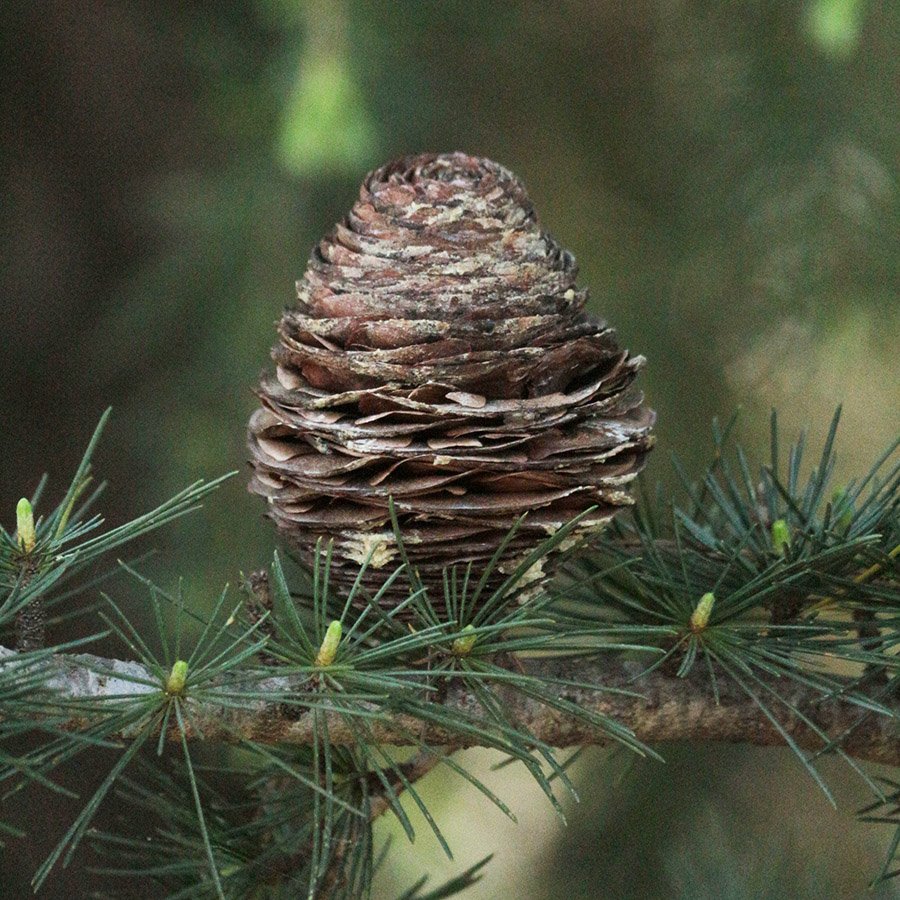 Pakistan Deodar cone