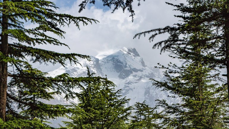 Pakistan Deodar national tree