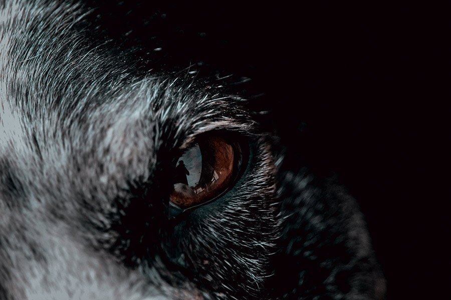 Photo of a wolf's eye