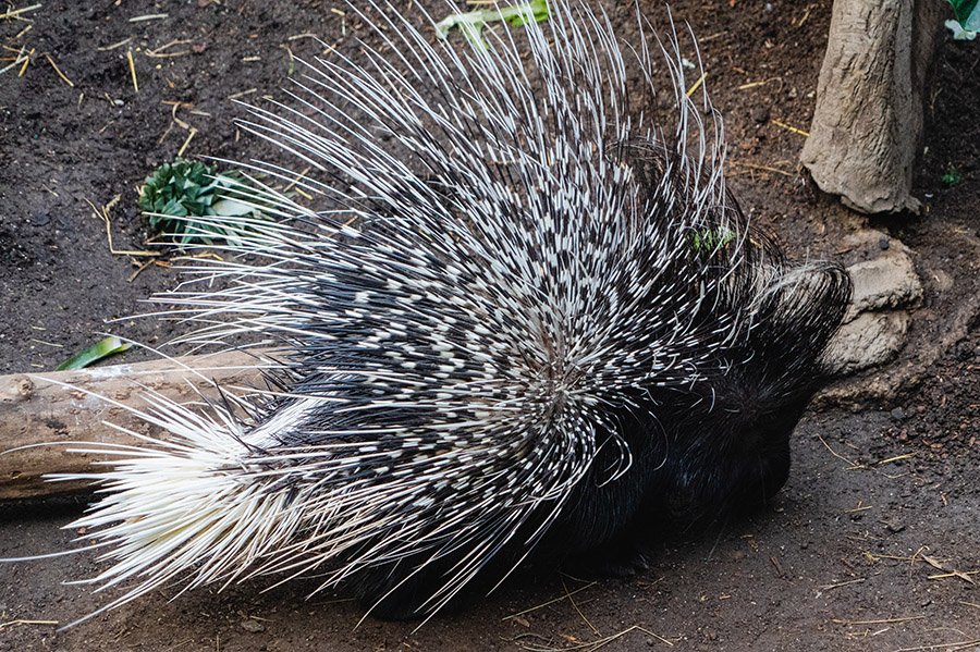 Porcupine quills