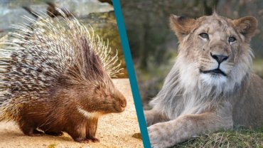 Porcupine vs Lion