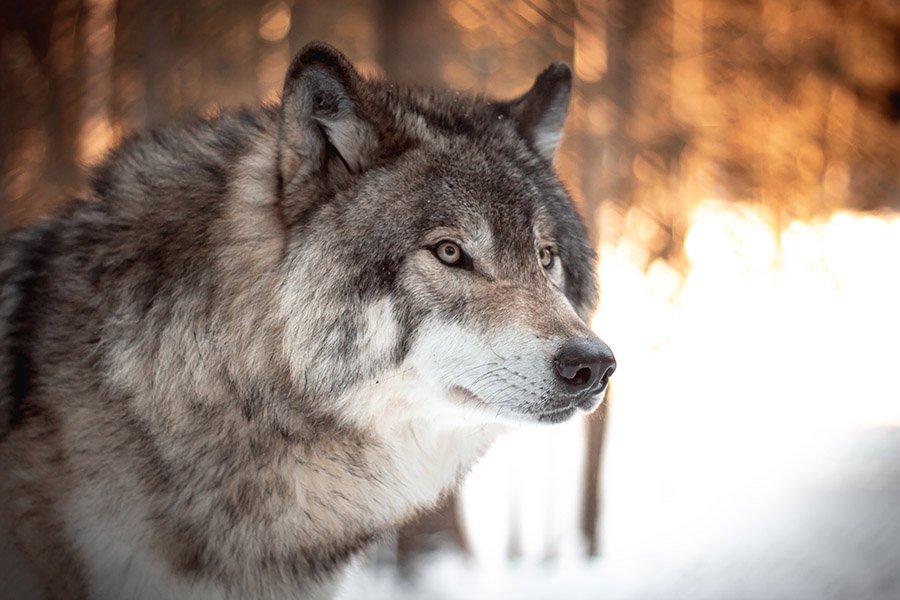 Portrait of a grey wolf