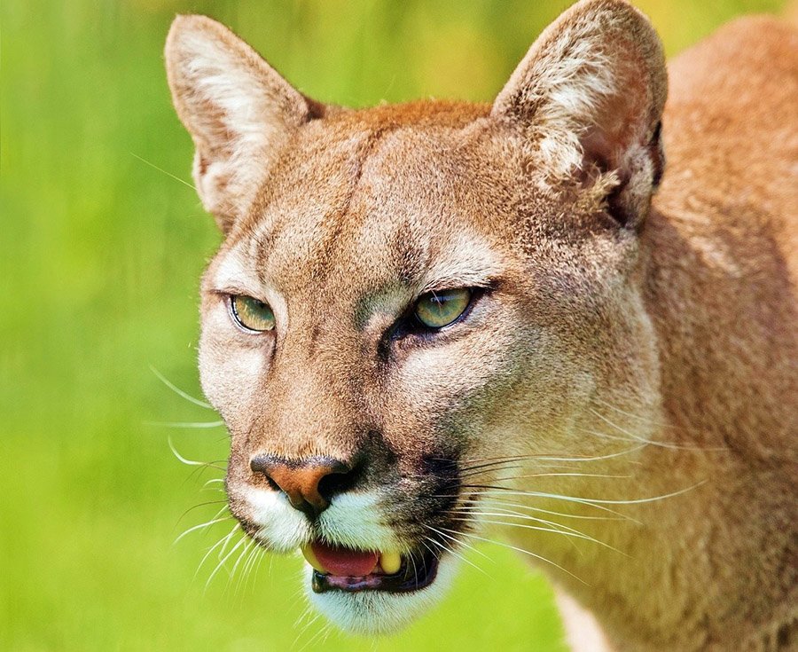 Powerful mountain lion