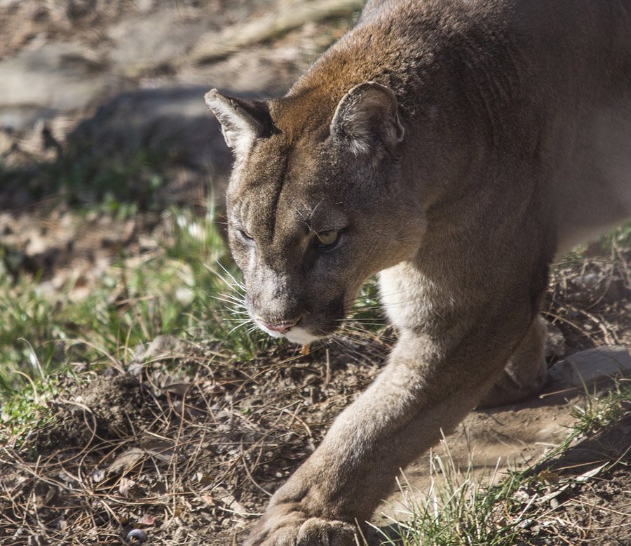 Puma walking