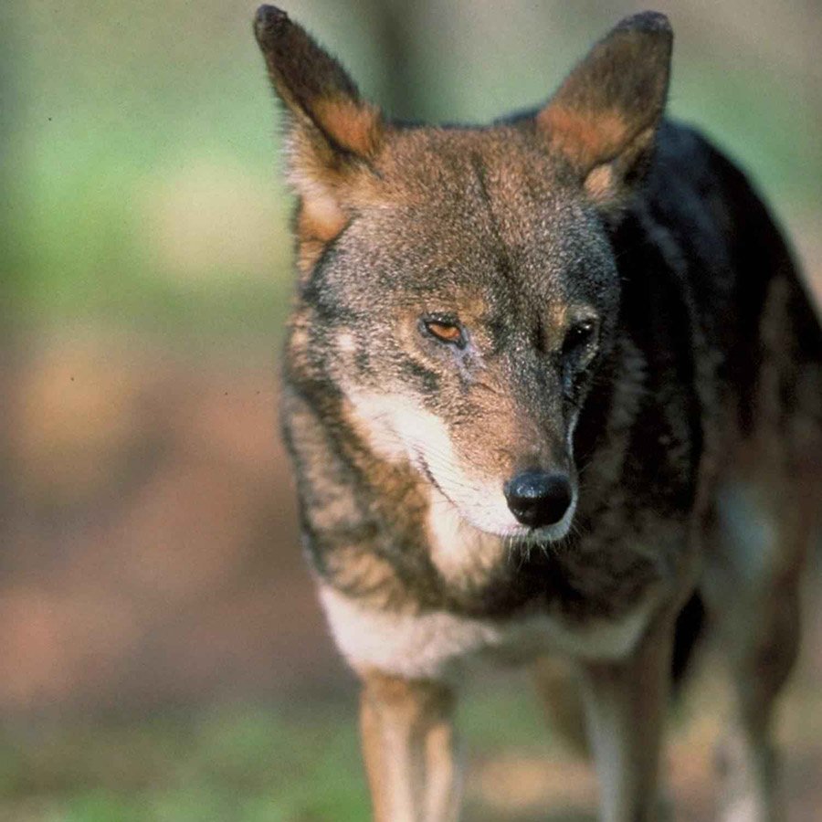 Red wolf (Canis rufus)