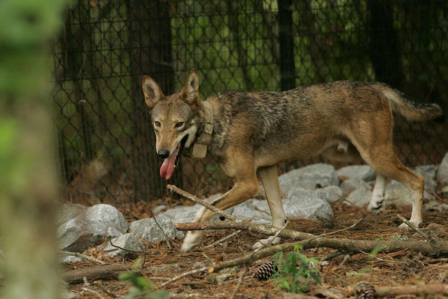 Red wolf (Canis rufus)