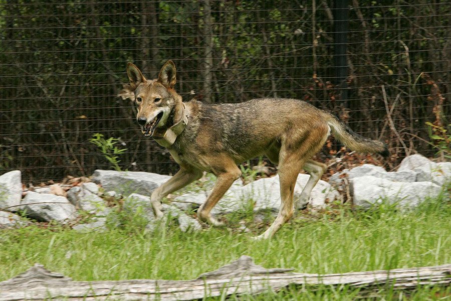 Red wolf (Canis rufus)