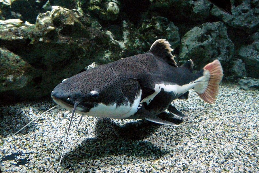 Redtail catfish