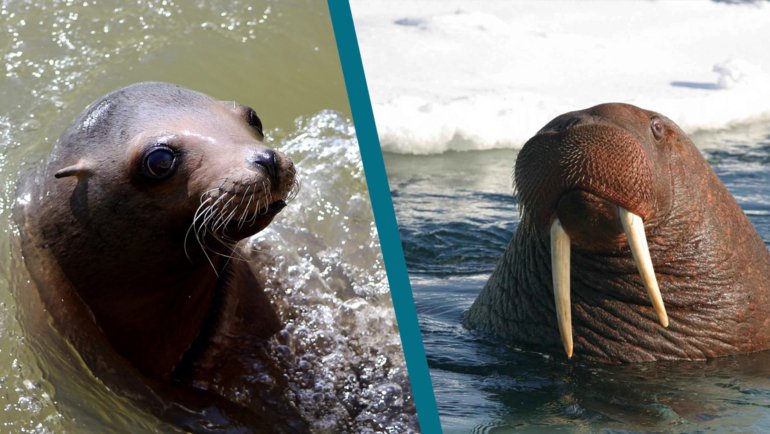 Sea Lion vs Walrus