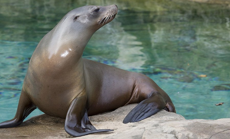 Sea Lion