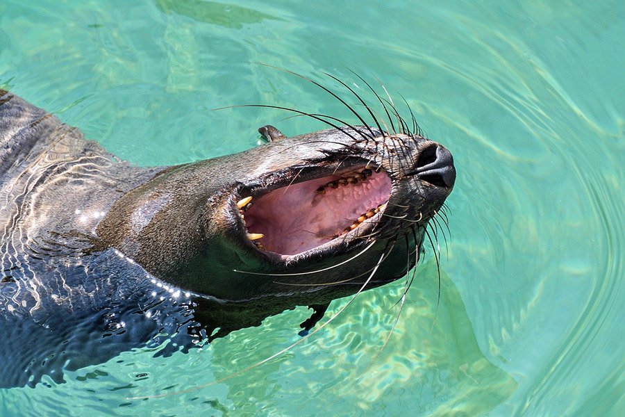 Sea lion with mouth open