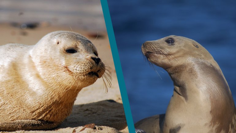 Seal vs Sea Lion