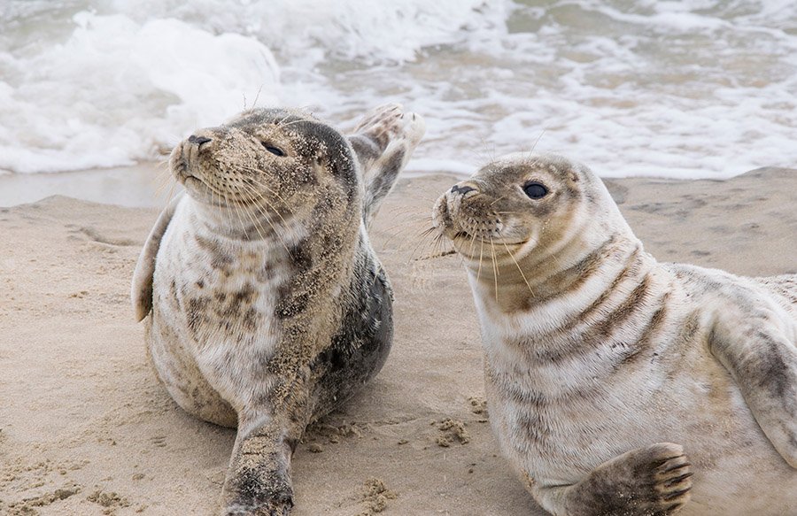 Seals in Denmark