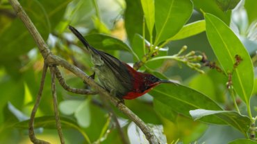 Singapore Crimson Sunbird